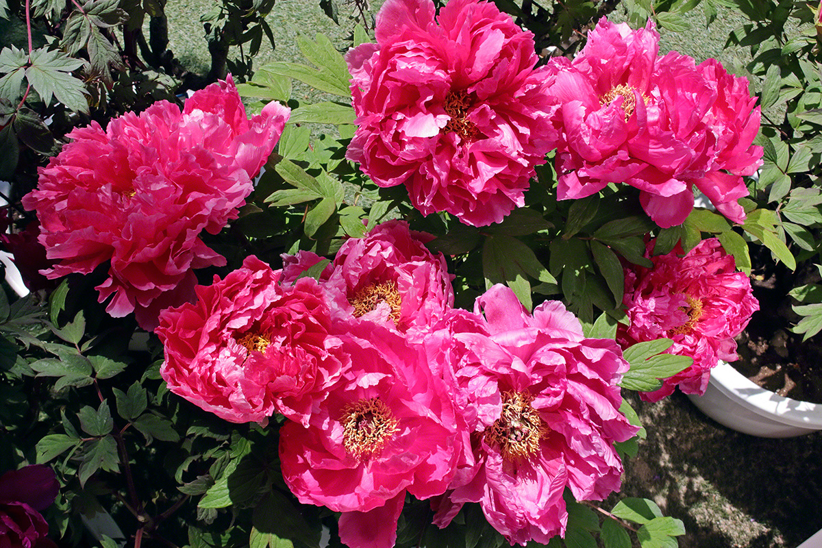 Fuchsia peonies bask in the sunshine. (Shinanomachi, Tokyo, April 2021)