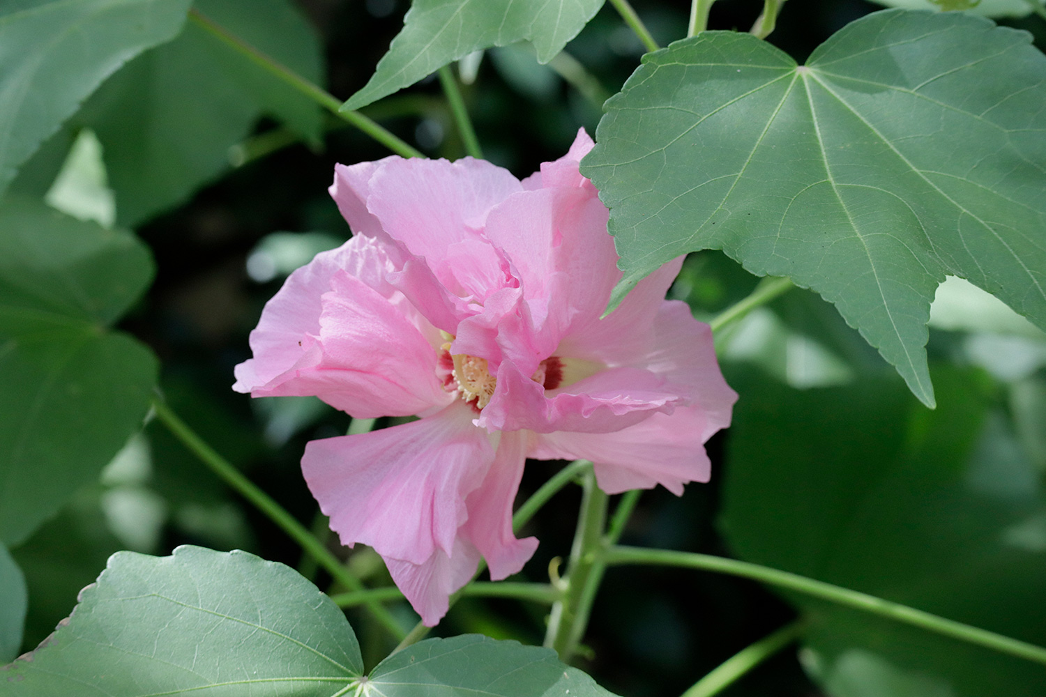 Shaded by surrounding leaves, the cotton rose flower gracefully spreads its petals under the last vestiges of the summer sun. (Tokyo, September 2022)