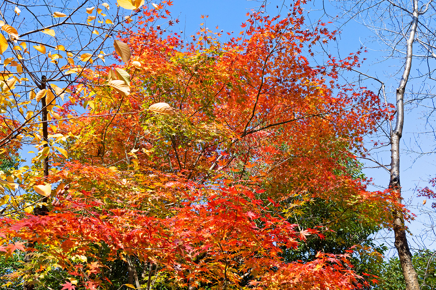 Autumn leaves that have flourished through the seasons weave a brilliant tapestry of red, yellow, gold and green. (Tokyo, December 2022)