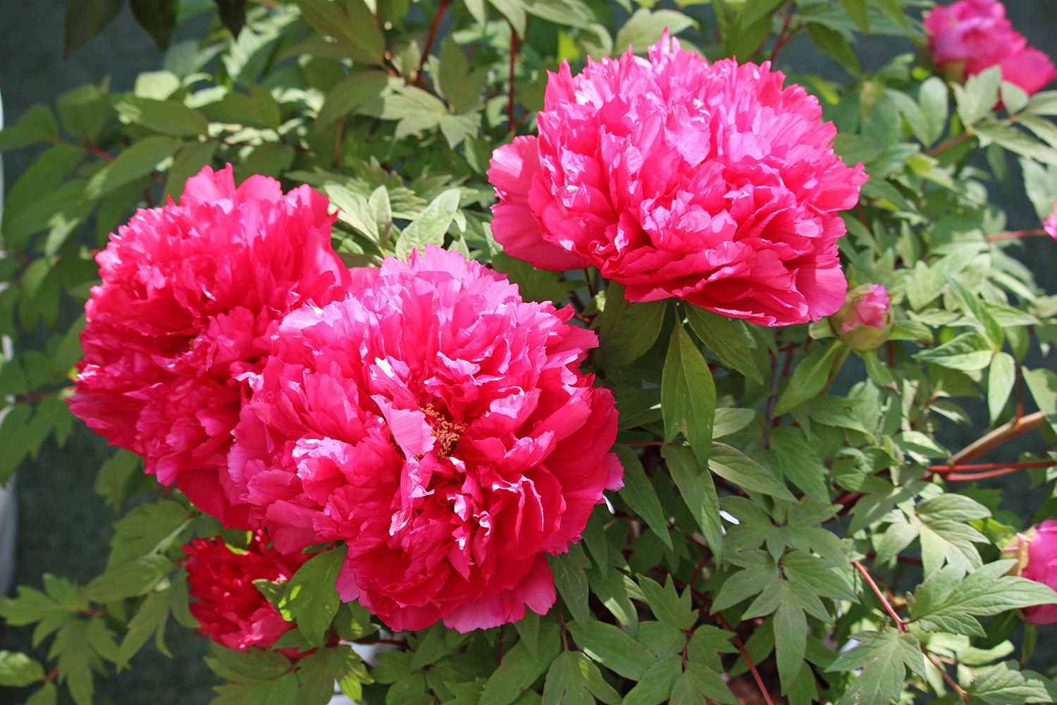 Vibrant peonies bask in the sunlight. (Tokyo, January 2023)