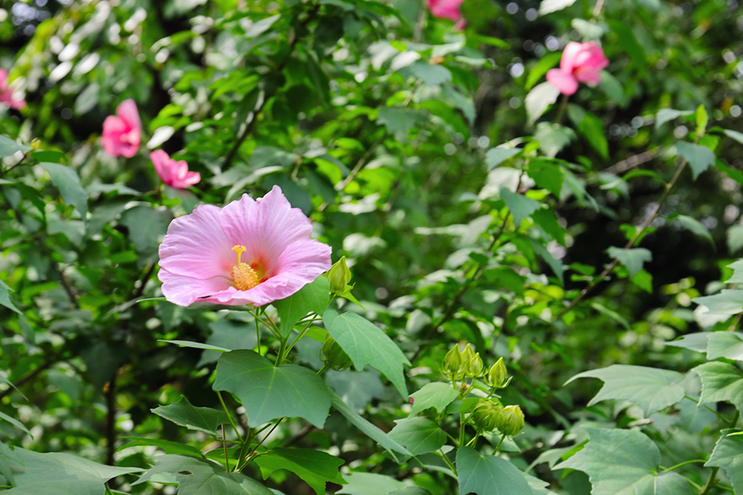 绚丽绽放的多年生木芙蓉，预示着秋天的来临（2021年9月，东京）