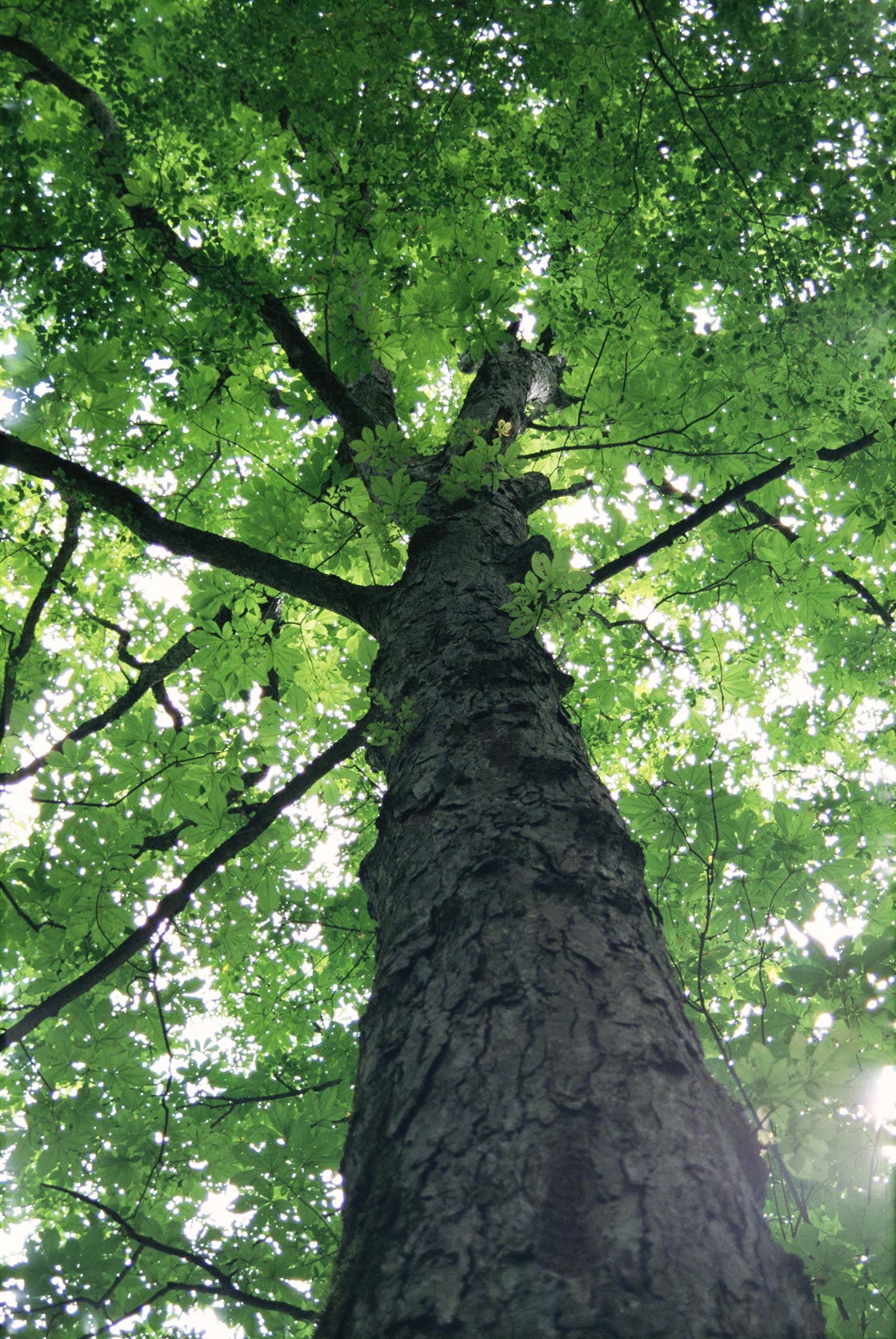 Photo by Daisaku Ikeda – Green Leaves of Oirase