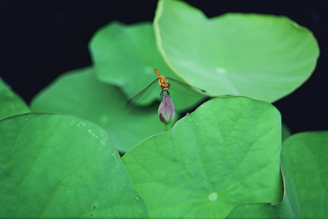 Photo by Daisaku Ikeda – Poetry by Water