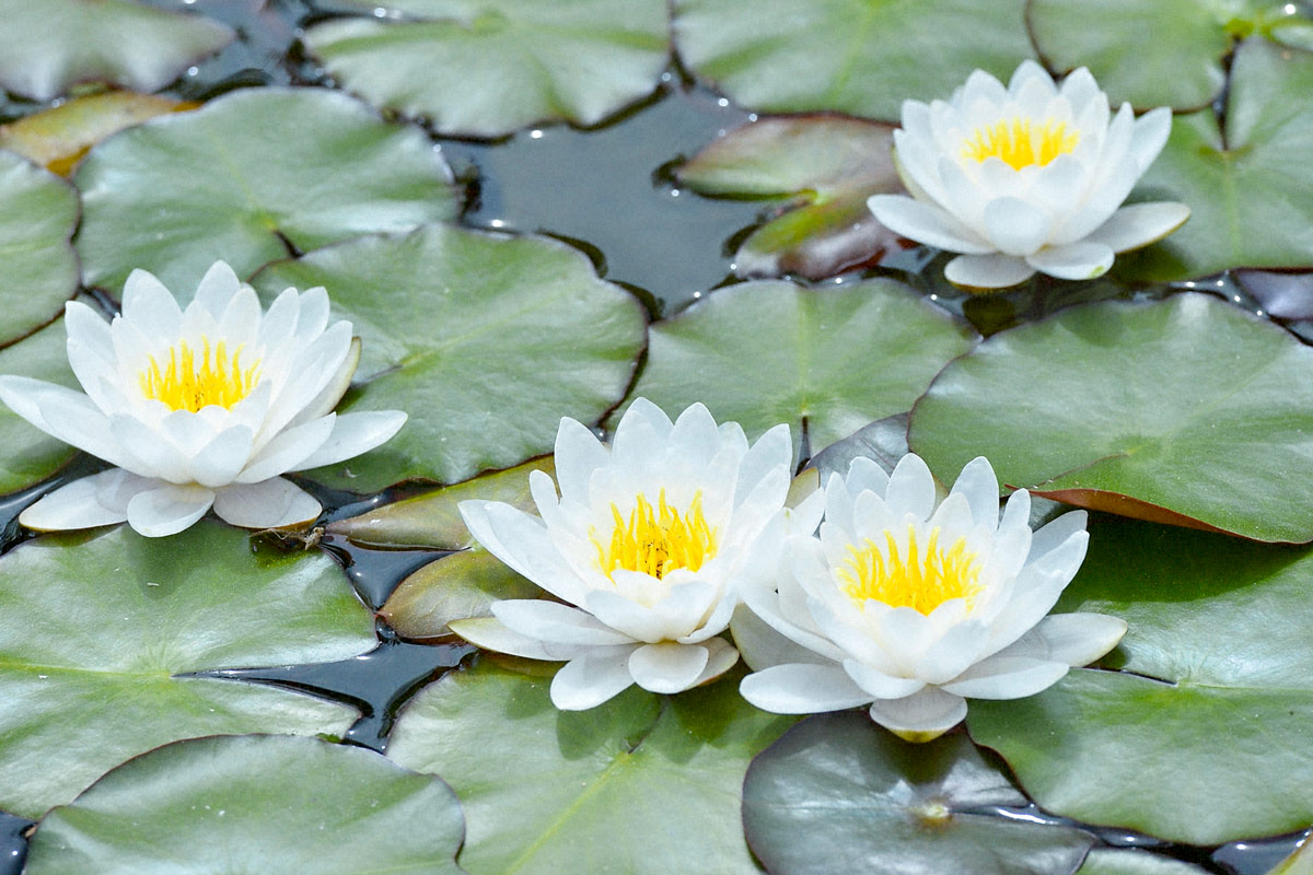 Named after the flower, the Lotus Sutra provides solutions to life's manifold sufferings