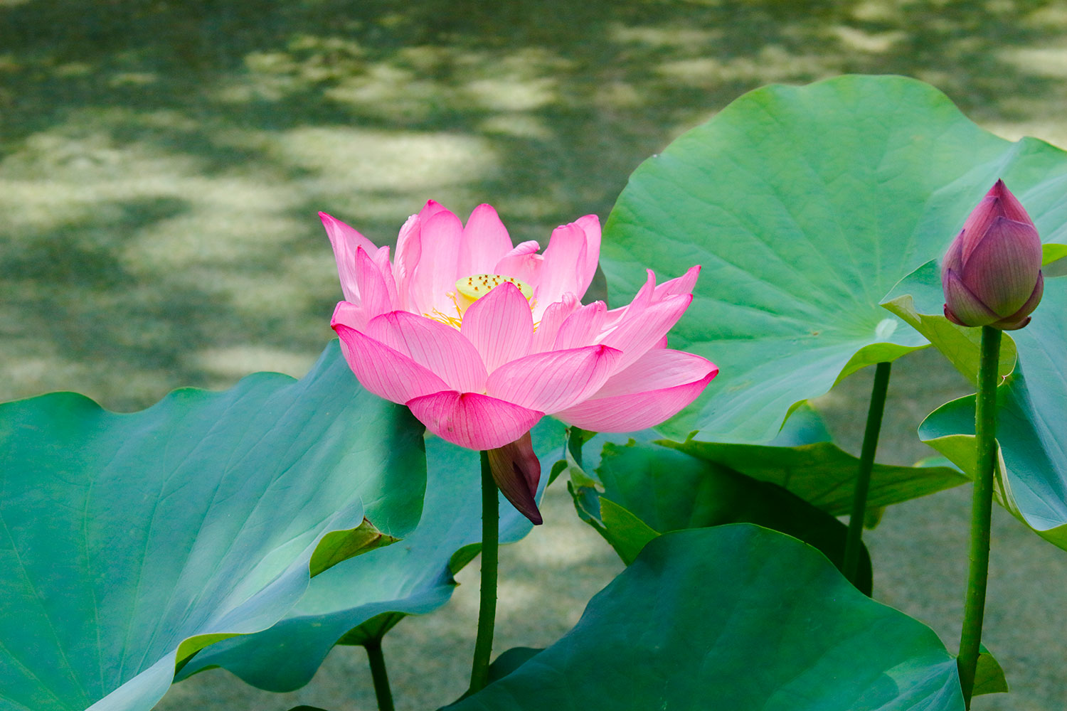 蓮花盛開時即結出果實，如同每一位青年的內在生命里也能結出希望的果實（2023年7月，東京）