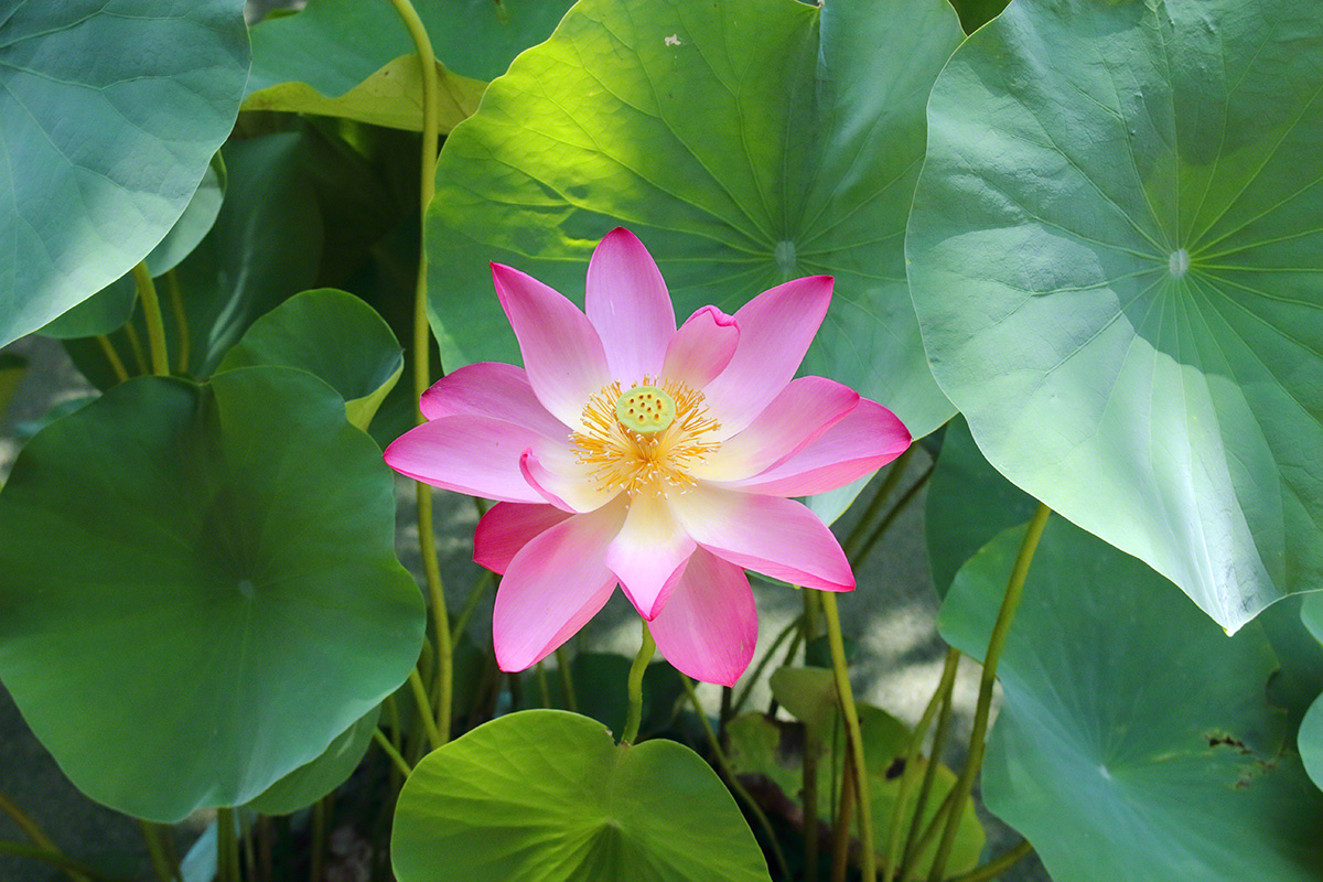 Loto rosado en plena floración (Tokio, julio de 2021)