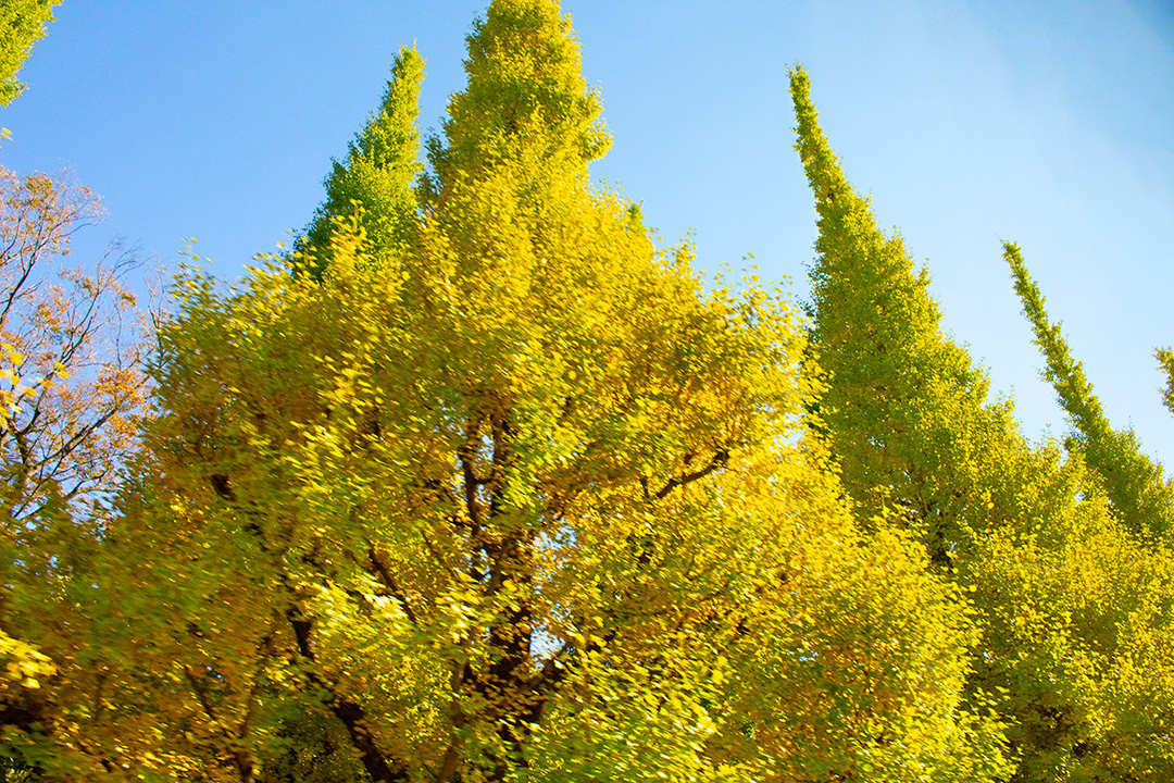 Ginkgos bañados por el fulgur del sol otoñal (Shinanomachi, Tokio, noviembre de 2021)