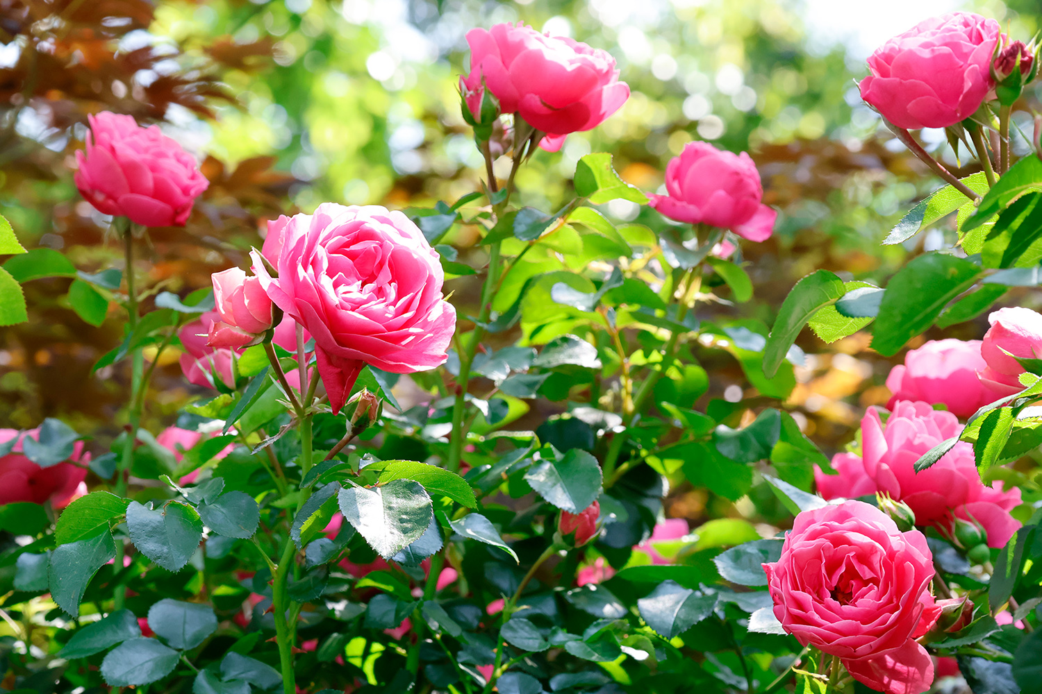 Rosas bañadas por el sol de principios del verano (Tokio, mayo de 2023)